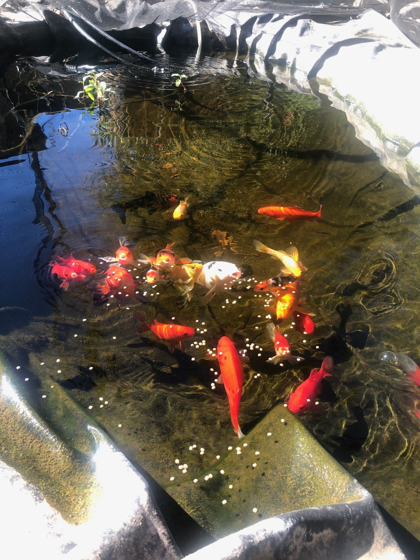 Koi pond jpg